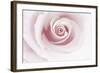 Rose Abstract-Anna Miller-Framed Photographic Print