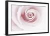 Rose Abstract-Anna Miller-Framed Photographic Print