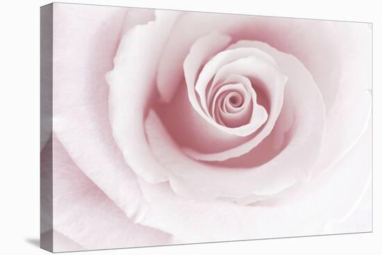 Rose Abstract-Anna Miller-Stretched Canvas
