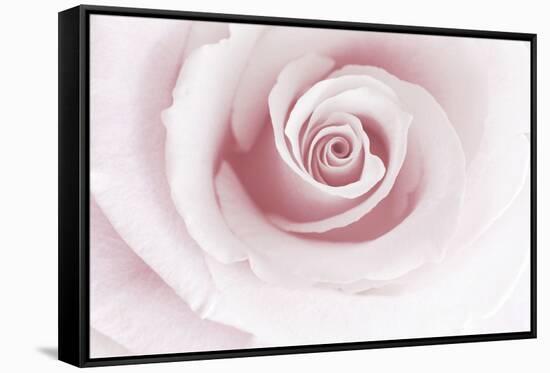 Rose Abstract-Anna Miller-Framed Stretched Canvas