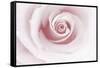 Rose Abstract-Anna Miller-Framed Stretched Canvas