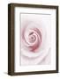 Rose Abstract-Anna Miller-Framed Photographic Print