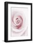 Rose Abstract-Anna Miller-Framed Photographic Print