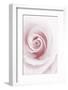 Rose Abstract-Anna Miller-Framed Photographic Print