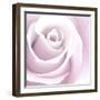 Rose Abstract-Anna Miller-Framed Photographic Print