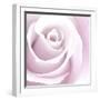 Rose Abstract-Anna Miller-Framed Photographic Print