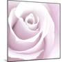 Rose Abstract-Anna Miller-Mounted Photographic Print