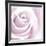 Rose Abstract-Anna Miller-Framed Photographic Print