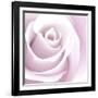 Rose Abstract-Anna Miller-Framed Photographic Print