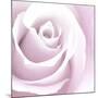 Rose Abstract-Anna Miller-Mounted Photographic Print