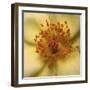 Rose Abstract-Anna Miller-Framed Photographic Print