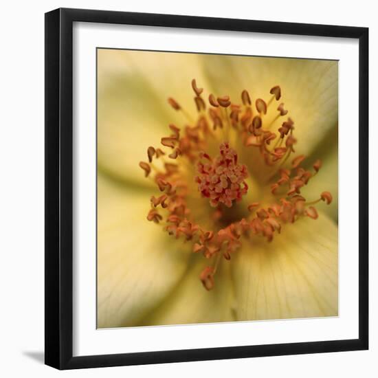 Rose Abstract-Anna Miller-Framed Photographic Print