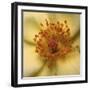 Rose Abstract-Anna Miller-Framed Photographic Print