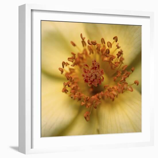 Rose Abstract-Anna Miller-Framed Photographic Print