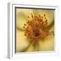 Rose Abstract-Anna Miller-Framed Photographic Print