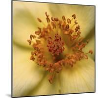 Rose Abstract-Anna Miller-Mounted Photographic Print