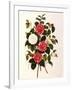 Rose and Camelias-Weddell-Framed Giclee Print