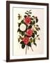 Rose and Camelias-Weddell-Framed Giclee Print