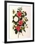 Rose and Camelias-Weddell-Framed Giclee Print