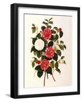 Rose and Camelias-Weddell-Framed Giclee Print