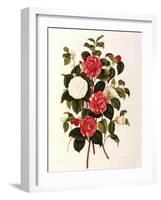 Rose and Camelias-Weddell-Framed Giclee Print