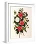 Rose and Camelias-Weddell-Framed Giclee Print