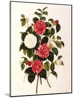 Rose and Camelias-Weddell-Mounted Giclee Print