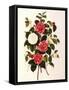 Rose and Camelias-Weddell-Framed Stretched Canvas