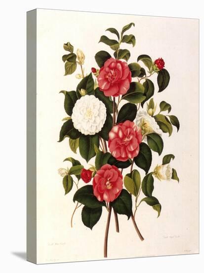 Rose and Camelias-Weddell-Stretched Canvas