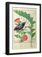 Rose and Polygonatum Illustration from The Book of Simple Medicines by Mattheaus Platearius c. 1470-Robinet Testard-Framed Giclee Print