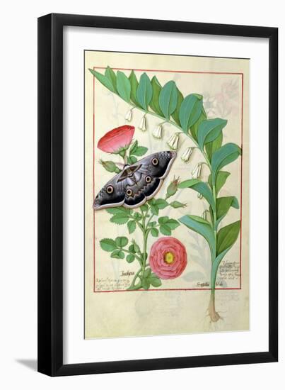Rose and Polygonatum Illustration from The Book of Simple Medicines by Mattheaus Platearius c. 1470-Robinet Testard-Framed Giclee Print