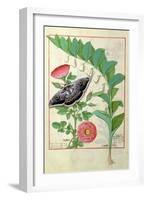 Rose and Polygonatum Illustration from The Book of Simple Medicines by Mattheaus Platearius c. 1470-Robinet Testard-Framed Giclee Print