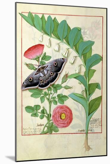 Rose and Polygonatum Illustration from The Book of Simple Medicines by Mattheaus Platearius c. 1470-Robinet Testard-Mounted Giclee Print