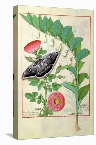 Rose and Polygonatum Illustration from The Book of Simple Medicines by Mattheaus Platearius c. 1470-Robinet Testard-Stretched Canvas