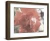 Rose and Water-null-Framed Photographic Print