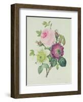 Rose, Anemone and Clematide-Pierre-Joseph Redouté-Framed Giclee Print