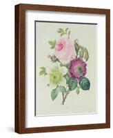 Rose, Anemone and Clematide-Pierre-Joseph Redouté-Framed Giclee Print