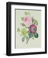 Rose, Anemone and Clematide-Pierre-Joseph Redouté-Framed Giclee Print