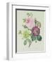 Rose, Anemone and Clematide-Pierre-Joseph Redouté-Framed Giclee Print