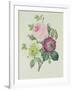 Rose, Anemone and Clematide-Pierre-Joseph Redouté-Framed Giclee Print