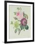 Rose, Anemone and Clematide-Pierre-Joseph Redouté-Framed Giclee Print