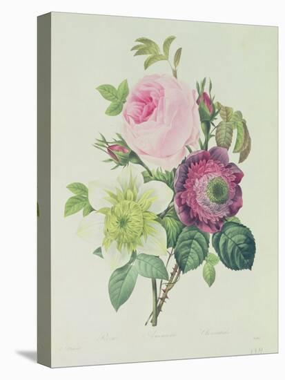 Rose, Anemone and Clematide-Pierre-Joseph Redouté-Stretched Canvas