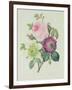 Rose, Anemone and Clematide-Pierre-Joseph Redouté-Framed Giclee Print