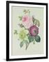 Rose, Anemone and Clematide-Pierre-Joseph Redouté-Framed Giclee Print