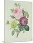 Rose, Anemone and Clematide-Pierre-Joseph Redouté-Mounted Giclee Print