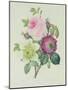 Rose, Anemone and Clematide-Pierre-Joseph Redouté-Mounted Giclee Print