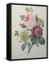 Rose, Anemone and Clematis-Pierre-Joseph Redoute-Framed Stretched Canvas