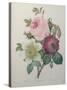 Rose, Anemone and Clematis-Pierre-Joseph Redoute-Stretched Canvas