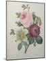 Rose, Anemone and Clematis-Pierre-Joseph Redoute-Mounted Art Print