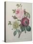 Rose, Anemone and Clematis-Pierre-Joseph Redoute-Stretched Canvas